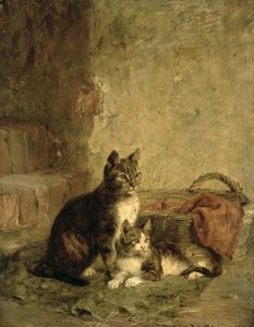 Chats, 1883